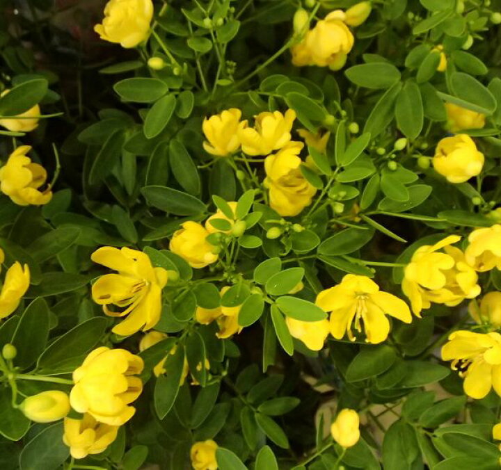 楽天市場 カッシア アンデスの乙女 黄花 コリンボーサ 4寸鉢植え 日本花卉ガーデンセンター Annex