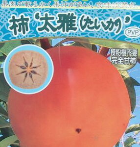 柿 苗木 苗 太雅 たいが (完全甘柿)《果樹苗》 PVP商品(種苗法登録品種)