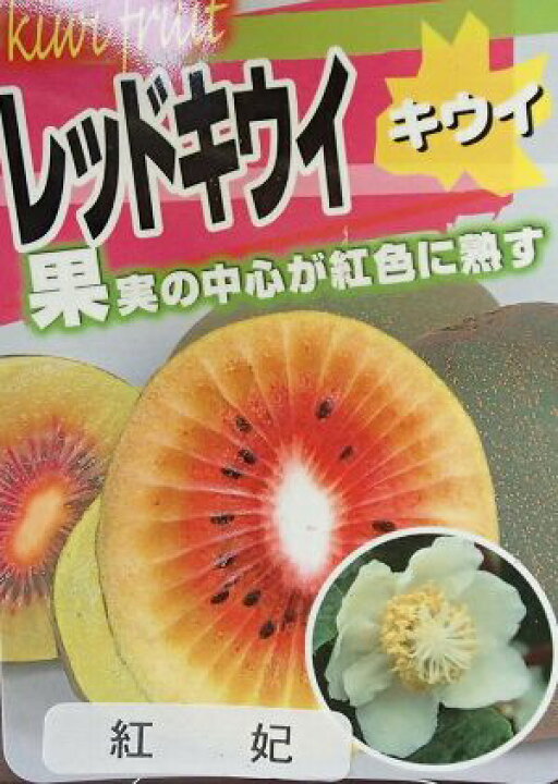楽天市場】キウイフルーツ：紅妃 こうひ （メス木） 赤実キウイ 《果樹  