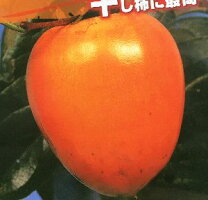 楽天市場】干し柿 百目柿の通販