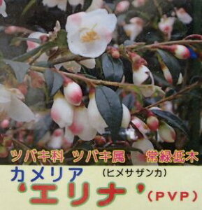 JA@Gi@PVPiqTUJjց@c@c؁@yԖؒ؁EցEcoLE΂z