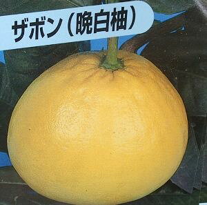 U{@c؁iӔM@oyCjc؁sʎct@kc@c؁@ږ؁@c@݂