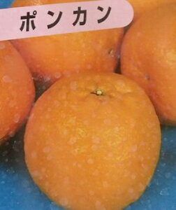 |J@ۂ񂩂@k@c؁sʎct