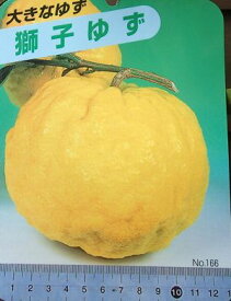 楽天市場 獅子柚子苗木の通販