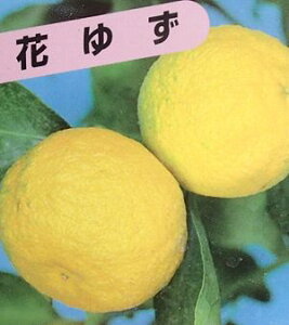 柚子 苗 苗の人気商品 通販 価格比較 価格 Com