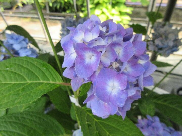 楽天市場 安行四季咲き紫陽花 3寸ポット苗 小苗 アンギョウシキザキアジサイ 花木庭木 アジサイ 山紫陽花 あじさい 日本花卉ガーデンセンター Annex