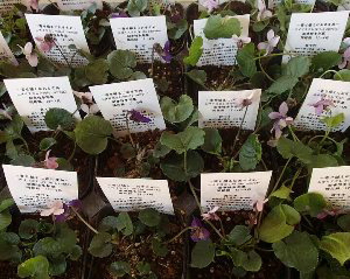 楽天市場 ニオイスミレ コルンバイン 匂いスミレ 苗 すみれ 菫 日本花卉ガーデンセンター Annex