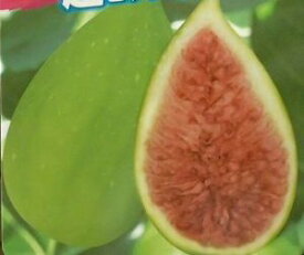 【6寸鉢植え：大株】バローネ（バナーネ）ロングドゥート　ジャンボイチジク《果樹苗》