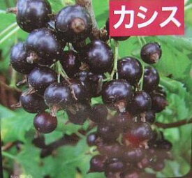 【6寸鉢植え】黒房スグリ　カシス（ブラックカーラント）《果樹苗》