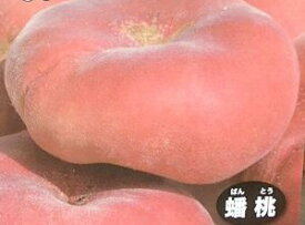 桃　苗木　蟠桃（ばんとう）　（桃）《果樹苗》　桃の苗木　チャイナピーチ