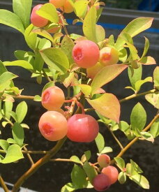 ブルーベリー　フロリダローズ　苗木（ラビットアイ系）5寸ポット　PVP商品（種苗法登録品種）　ピンクのブルーベリー　《果樹苗》