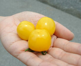 【4月上旬以降発送予定】ゴールド 甘〜くとろけるミニトマト　つやぷるん　ゴールド　2ポットセット 野菜 苗 珍しい とまと