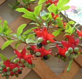 楽天市場 ツリー ミッキー 花 ガーデン Diy の通販