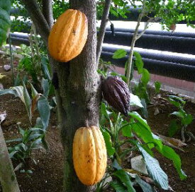 チョコレートの木（カカオの木）《熱帯果樹苗》　カカオ　苗木