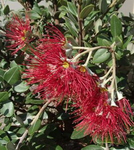 メトロシデロス エクスケルサ(5寸鉢) 苗 苗木