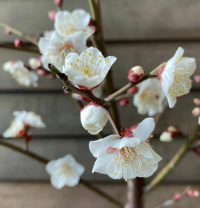 ~~ Ԕ~ c gEWoC Ƃ΂y Ԗ Ԕ~ ͂Ȃ niEz