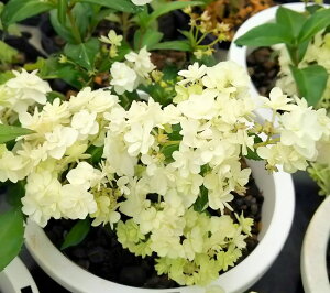 RKNEcM@Ԋ}@Fzԁ@@d炫RKNEcM@Ԋ}EcM@yԖؒ؁EAWTCERzԁEz