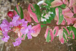 TXx@c@c؁@Sg@t@itCnTXxj