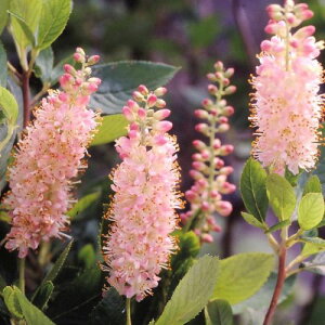 アメリカリョウブ ピンクスパイヤー *蕾は濃いピンク、花は薄いピンク色です!