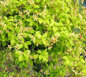 黄花 黄金葉 スタージャスミン(テイカカズラ)ポット苗 小苗