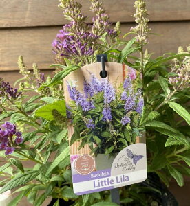 ブッドレア  リトルリラ (バタフライキャンディーシリーズ)5号ポット