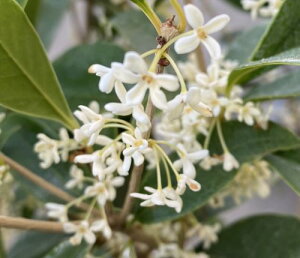 XC[gI[u@c@c؁@ilG炫NXCj@3|bgc