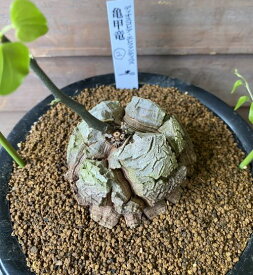 【現品2】　亀甲竜　ディオスコレア・エレファンティペス　コーデックス 塊根植物　　5寸鉢