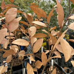 }REoVi؁j@劔@5|bgA@c@c؁@tԂ̊܂I