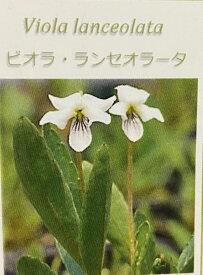 ビオレ・ランセオラータ　　スミレ 苗 すみれ 菫（7.5センチポット植え苗）