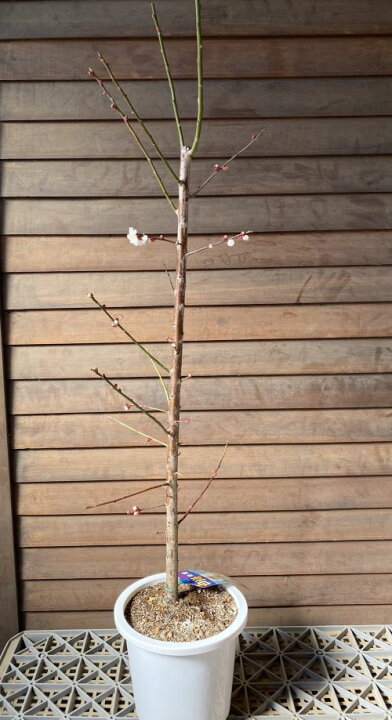 楽天市場】【6寸鉢植え】冬至梅 花梅 苗木 トウジバイ とうじばい 