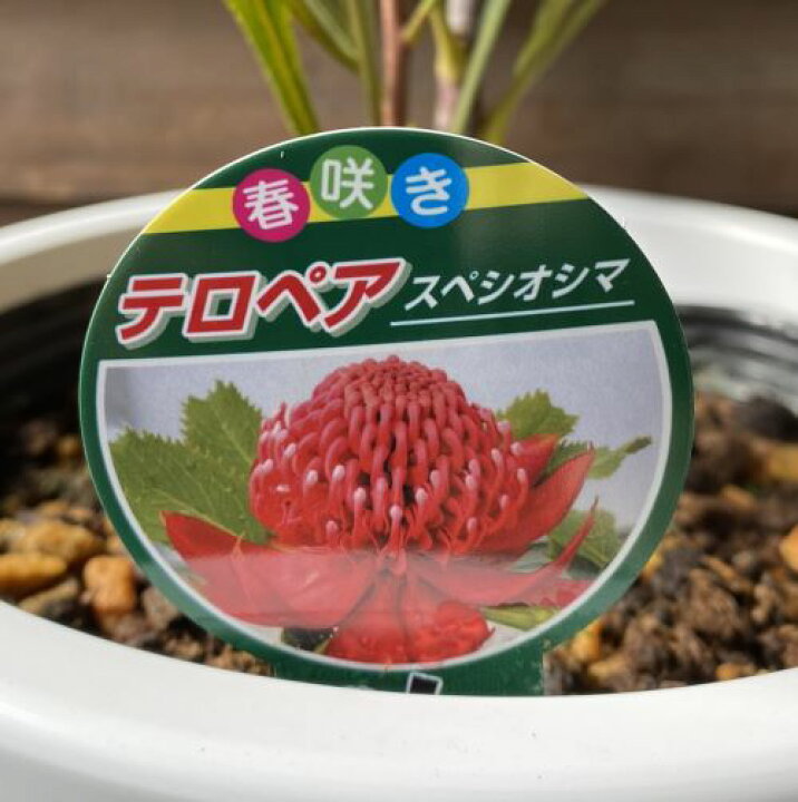 楽天市場】テロペア・スペシオシマ（スペシオシッシマ）6寸鉢植え 