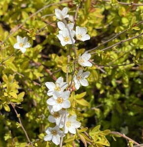 黄金雪柳(オウゴンユキヤナギ)6寸ポット植え 苗 苗木 庭木