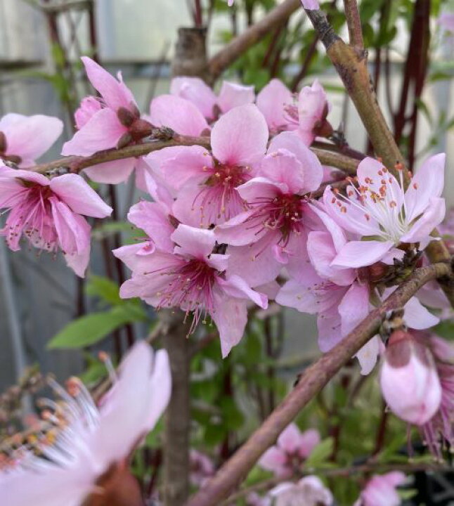 楽天市場】【6寸鉢植え】照手水蜜桃（しだれ桃）《果樹苗》照手水密桃 