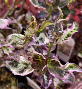 zԁ@c@AWTC@aс@izԁj@PVP@yԖؒ؁EAWTCERzԁEz