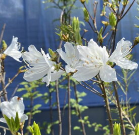 【ツツジ】　白花三つ葉ツツジ（ミツバツツジ）　白花ミツバツツジ