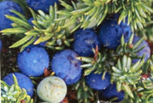 ジュニパーベリー 雄雌株セット 3寸ポット×2 :果樹苗  *雌雄各1株です!