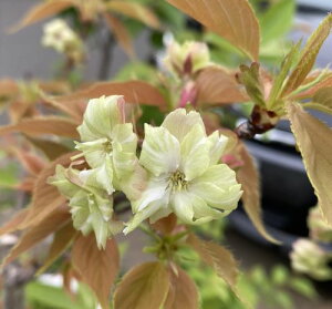 桜 苗木 御衣黄 黄桜 桜 苗木 ギョウコウザクラ ぎょいこうざくら  苗木 苗 【庭木 花木 桜 サクラ さくら】