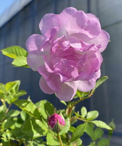 [UΓi̖쐶@KNj5A@΂@o@c@c