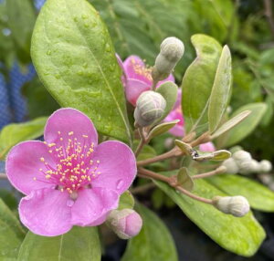 ローズアップル(テンニンカ 天人花)《熱帯果樹苗》苗 苗木 4寸ポット植え