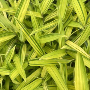 @c@c؁@|bgA@̕c@TT̕c@F