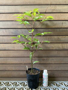 NXmLi؁j@̖؁@c@c؁@