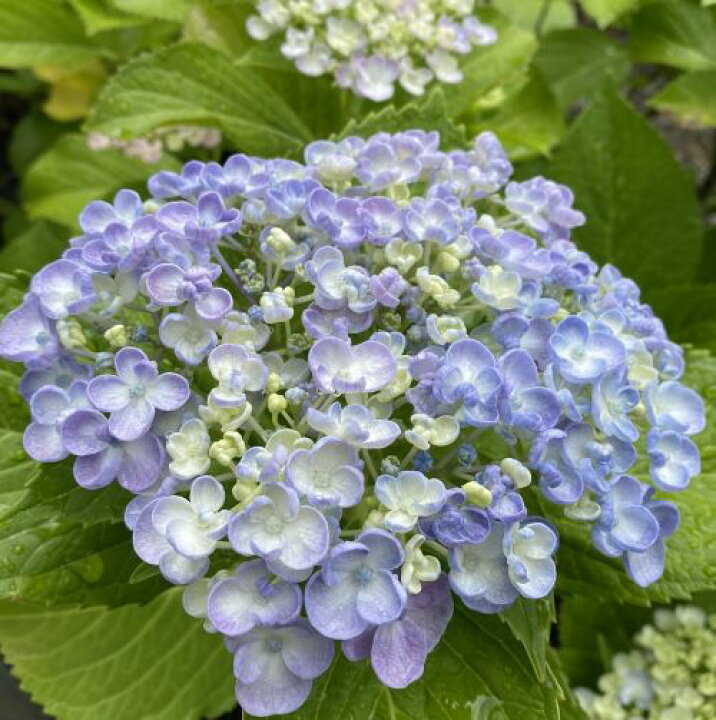 楽天市場】紫陽花 苗 ウズアジサイ、：オタフク（紫陽花）＊7～8寸 