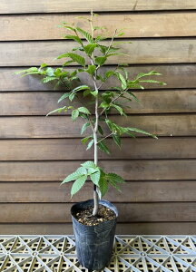 ブナ 苗 苗木 庭木 樹高20〜40センチ程度