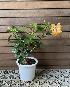 ynCrXJXzyAznCrXJX@c@c؁@qrXJX(CG[t~SAt~Sj)yMѐAEgsJt[EnCAt[EnCrXJXz