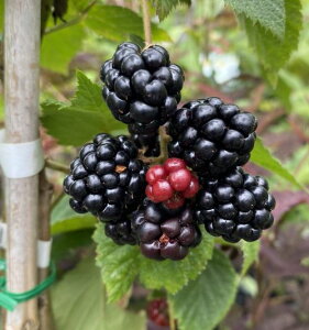 gQiVubNx[@c@c؁@sʎctgQȂubNx[@\[t[