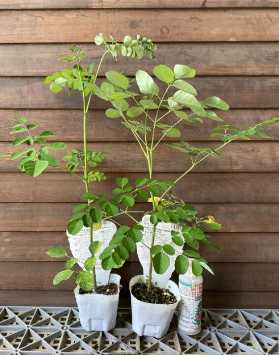 有用植物苗 モリンガ 2株 / もりんが モリンガの苗 ハーブ食物繊維 