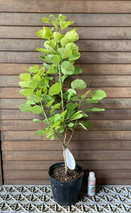 スモークツリー ゴールデンスピリット 6寸ポット植え PVP 苗 苗木