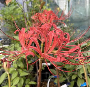 RX@ԉԁ@WA[^@1|bgA@qKoi@ފ݉ԁi͂ɂAn㕔̂ȂԁA͊JԌƂȂ܂j