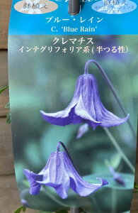 クレマチス ブルー・レイン (クレマチス)半つる性