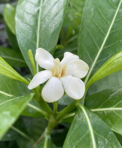 N`iV@c@c؁@劔@h[teBAi^q`N`iVEeBA^q`j@5A@ԕt̗ǂeBAłI